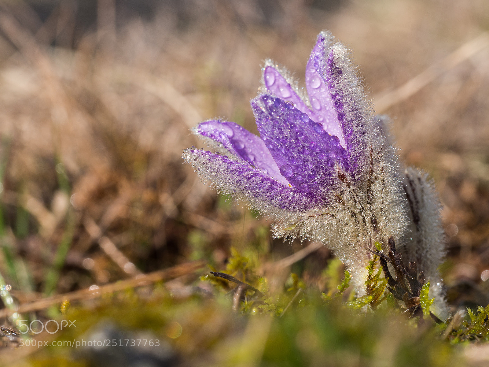 Olympus OM-D E-M10 II sample photo. Pulsatilla grandis photography