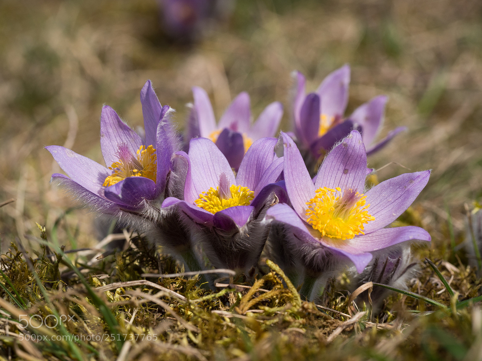 Olympus OM-D E-M10 II sample photo. Pulsatilla grandis photography