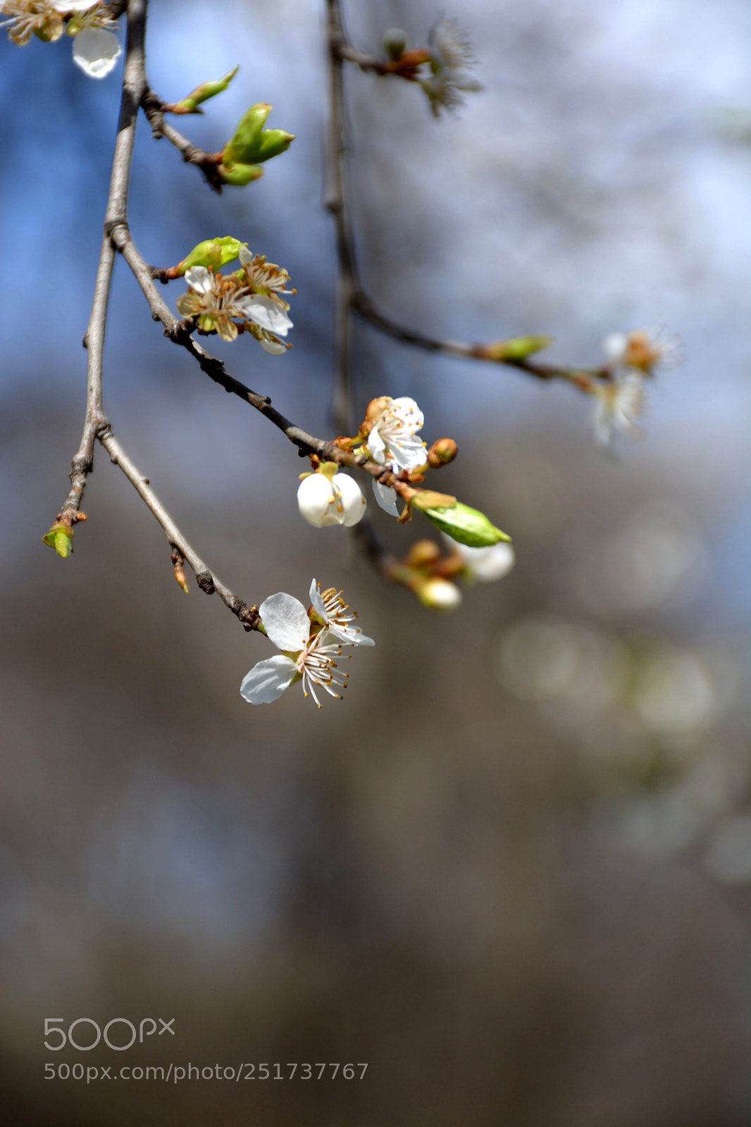 Nikon D7100 sample photo. Spring photography