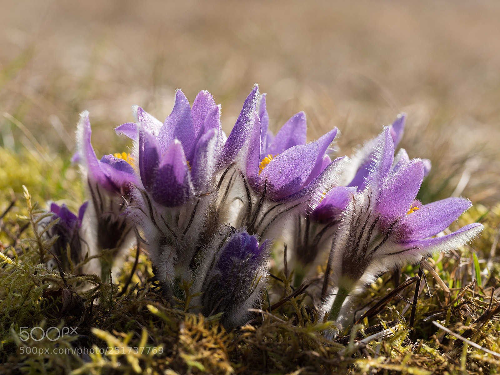 Olympus OM-D E-M10 II sample photo. Pulsatilla grandis photography