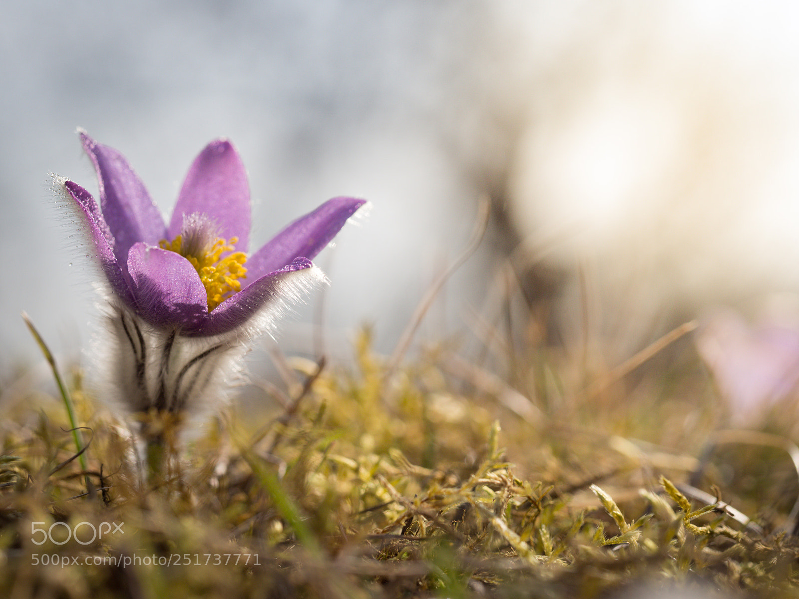 Olympus OM-D E-M10 II sample photo. Pulsatilla grandis photography
