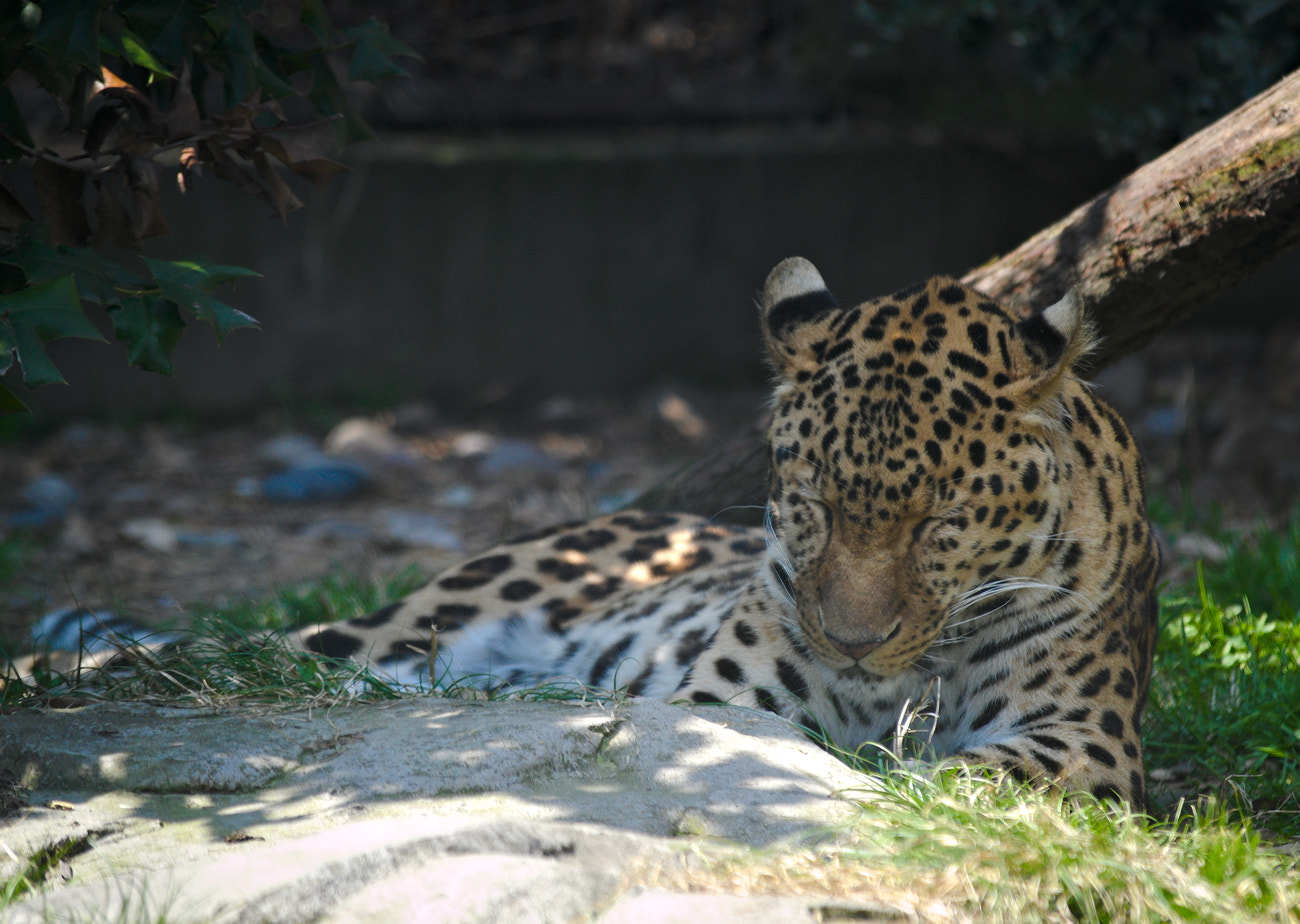 Nikon D3100 sample photo. It's time to take a nap photography