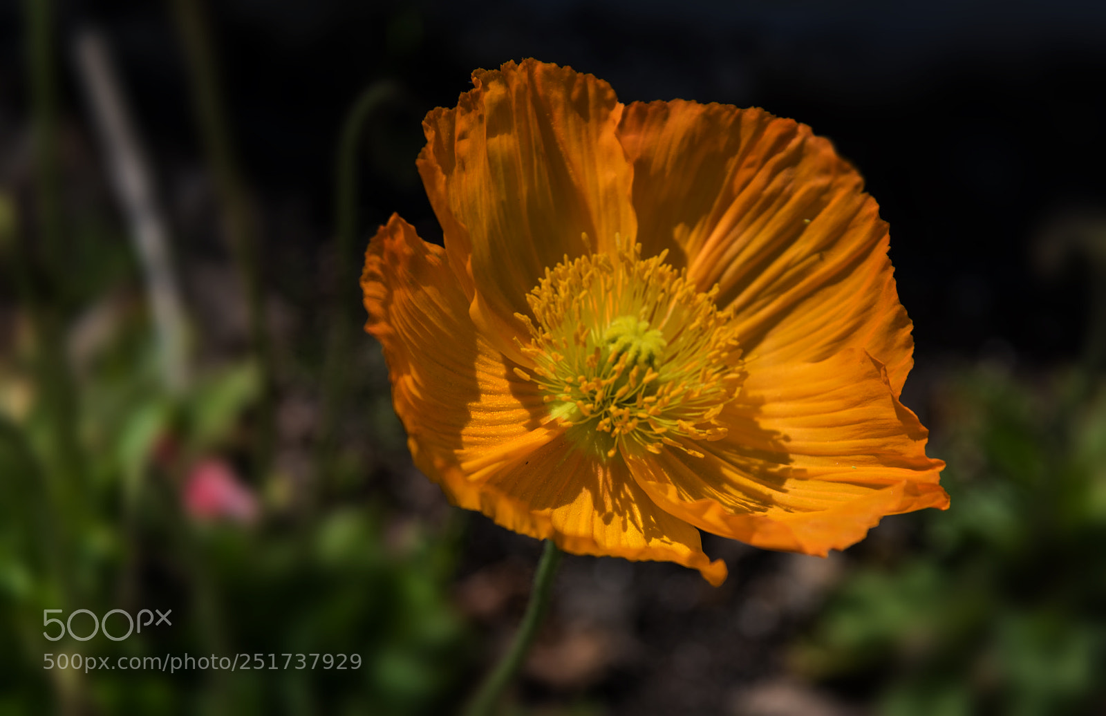 Nikon D850 sample photo. Yellow poppy photography