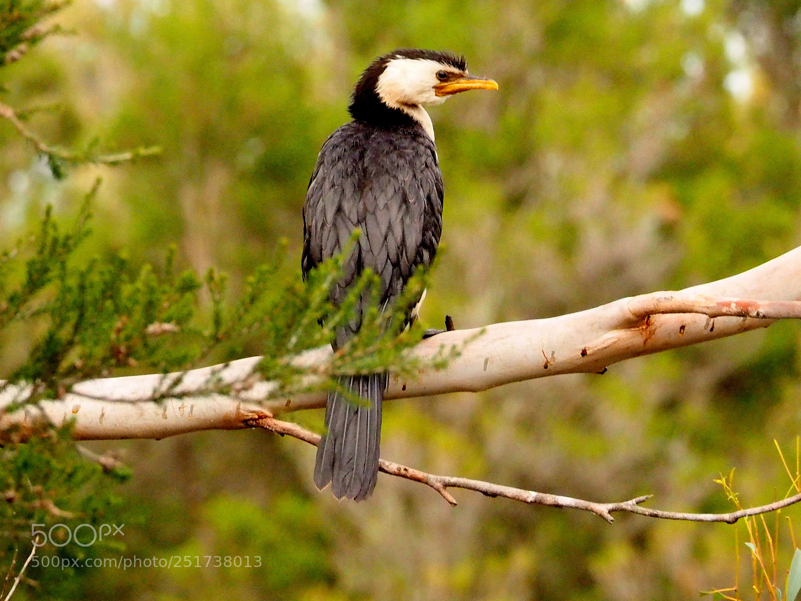 Olympus OM-D E-M1 sample photo. Cormorant.... photography