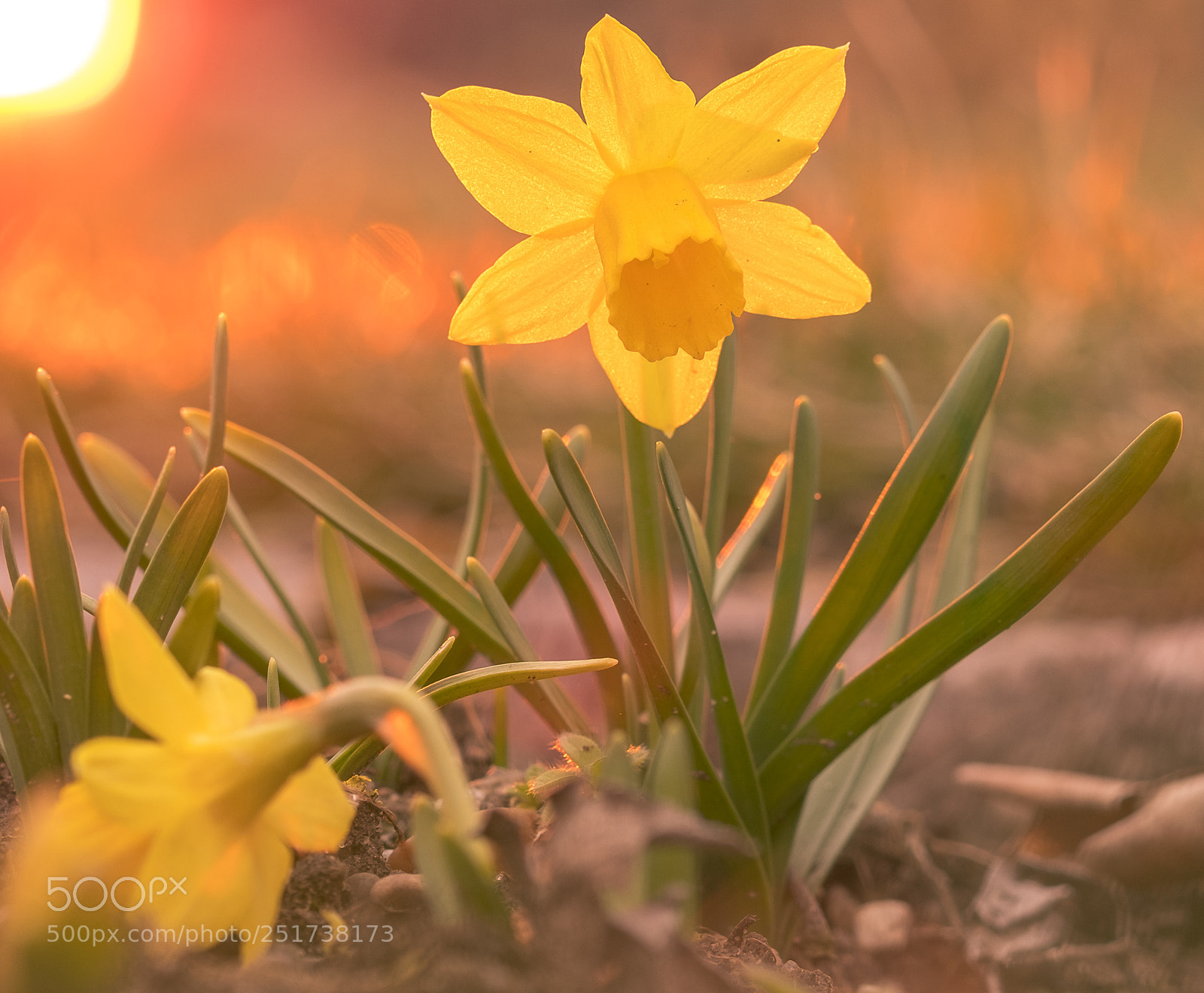 Fujifilm X-T2 sample photo. Frohe ostern photography