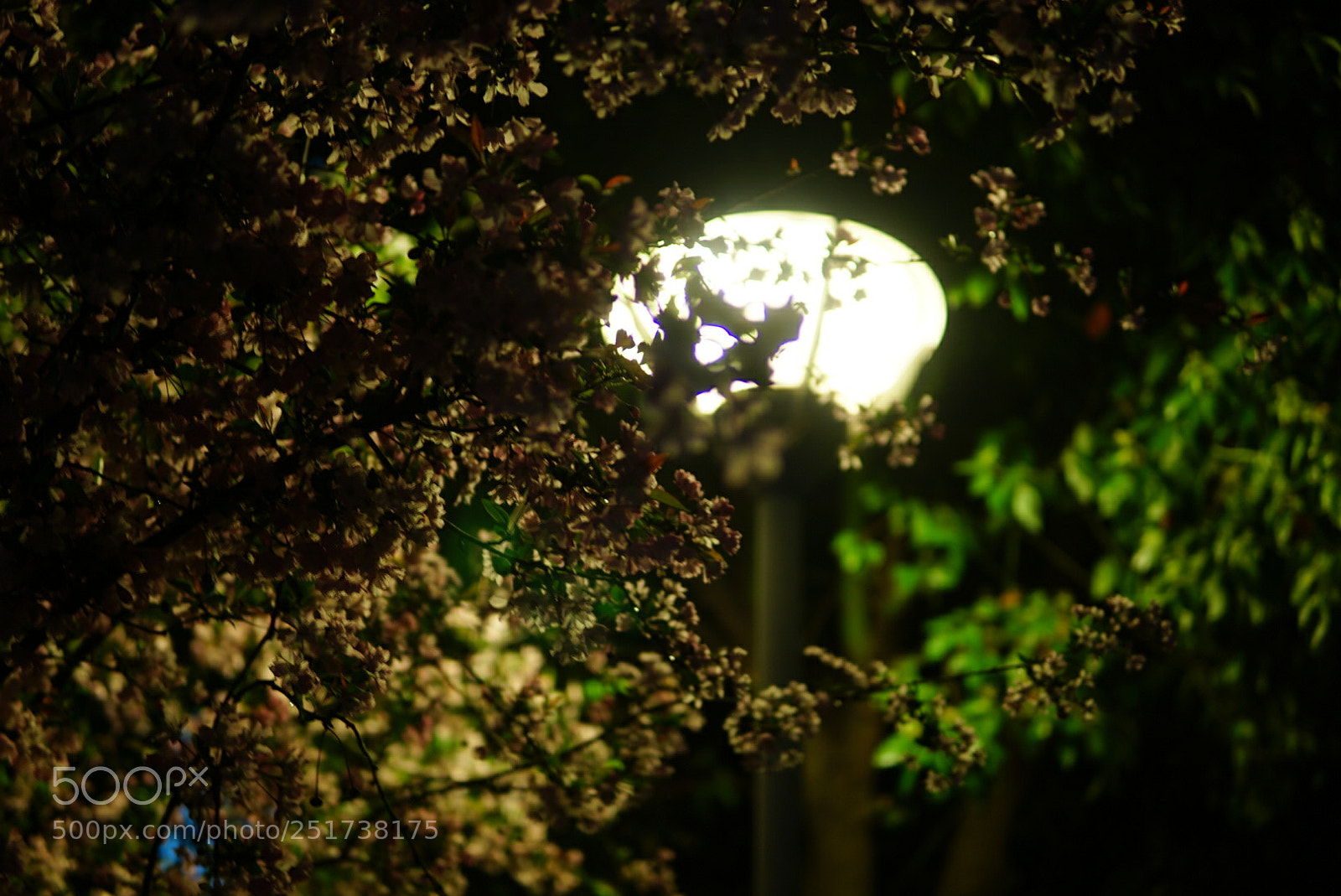 Sony a6000 sample photo. Untitled photography