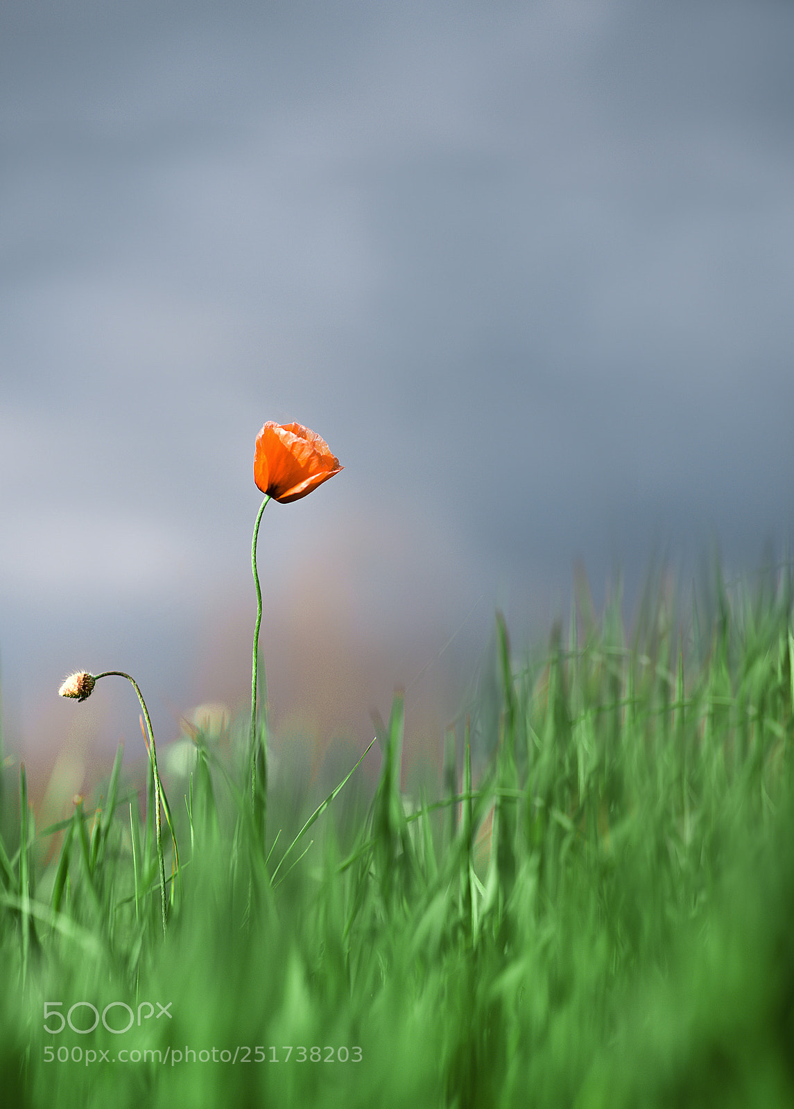 Nikon D610 sample photo. Poppy photography
