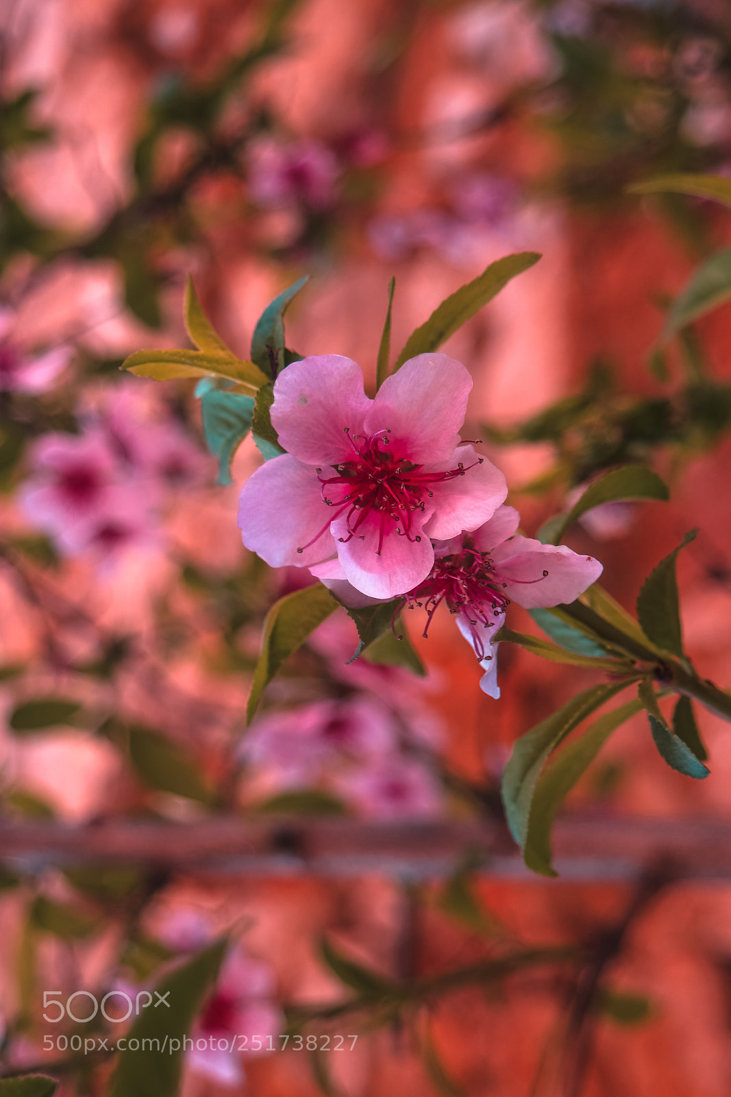 Samsung NX500 sample photo. Pascua florida photography
