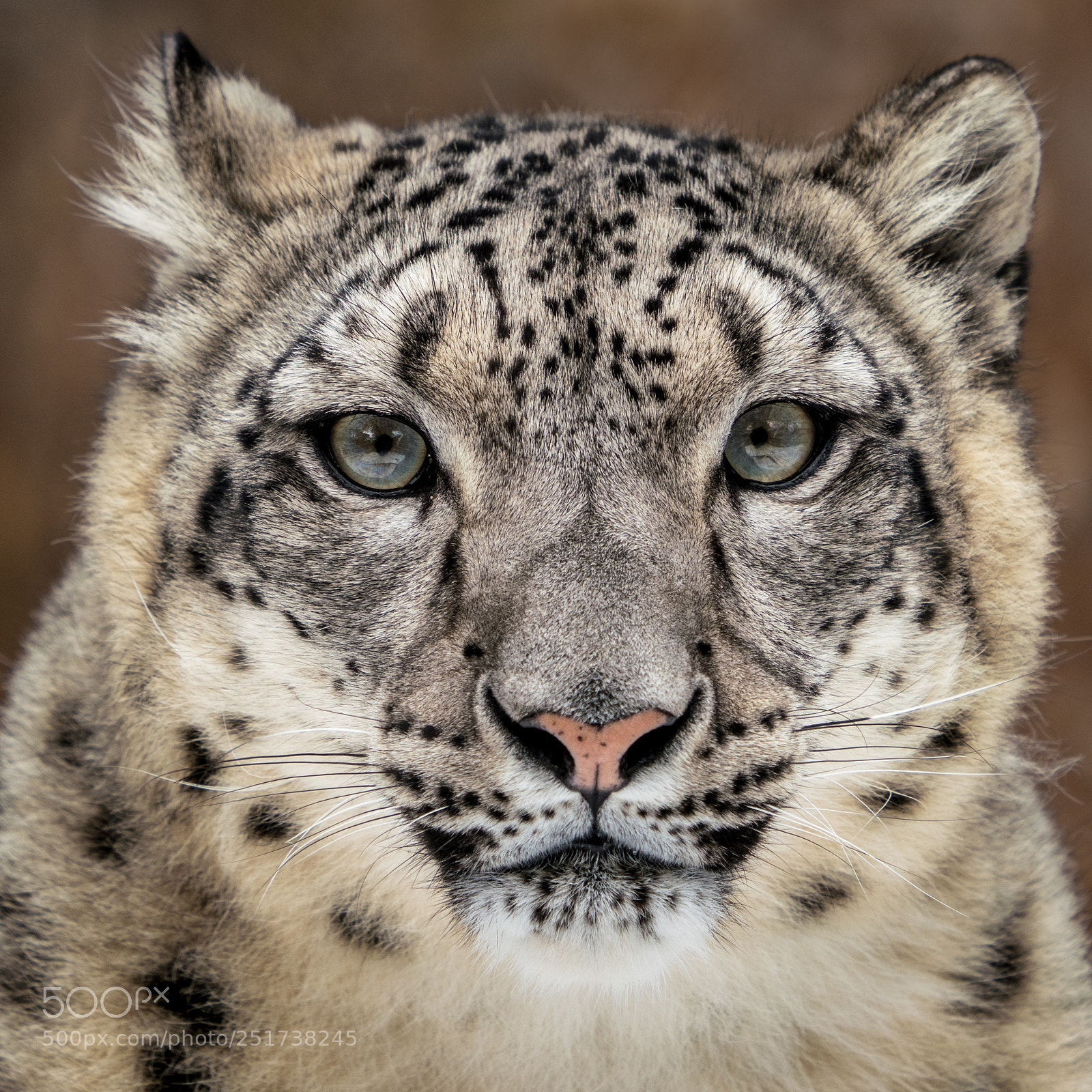 Sony a7R III sample photo. Snow leopard closeup photography