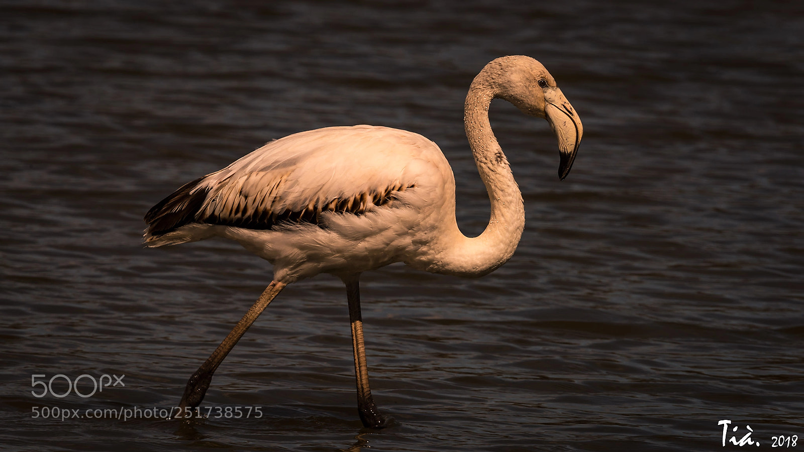 Nikon D810 sample photo. Flamenc jove . photography