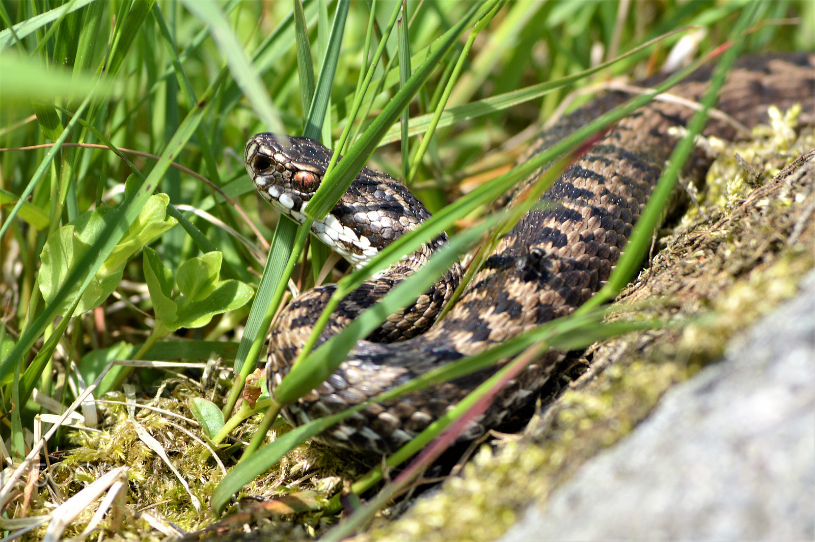 Nikon D3200 sample photo. A snake in the grass photography