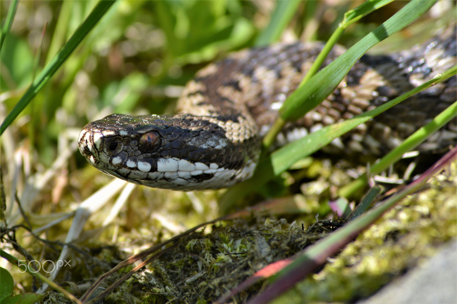 Nikon D3200 sample photo. A snake in the grass photography