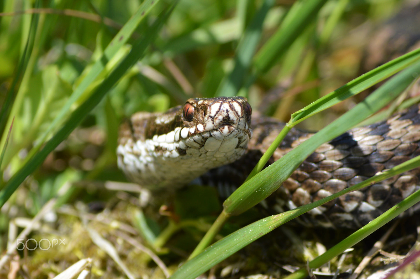 Nikon D3200 sample photo. A snake in the grass photography