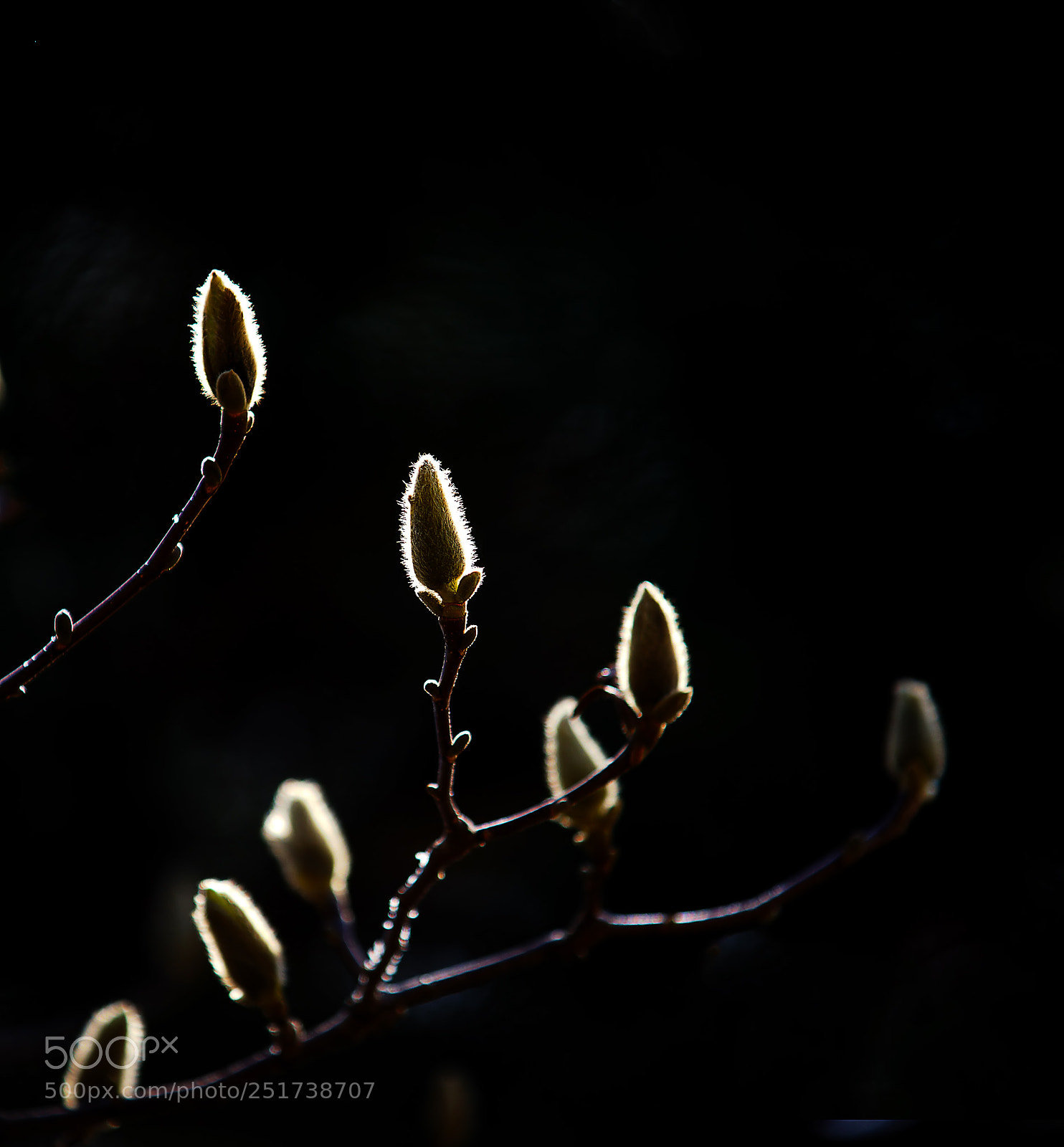 Sony Alpha DSLR-A900 sample photo. 含苞欲放的玉兰 photography