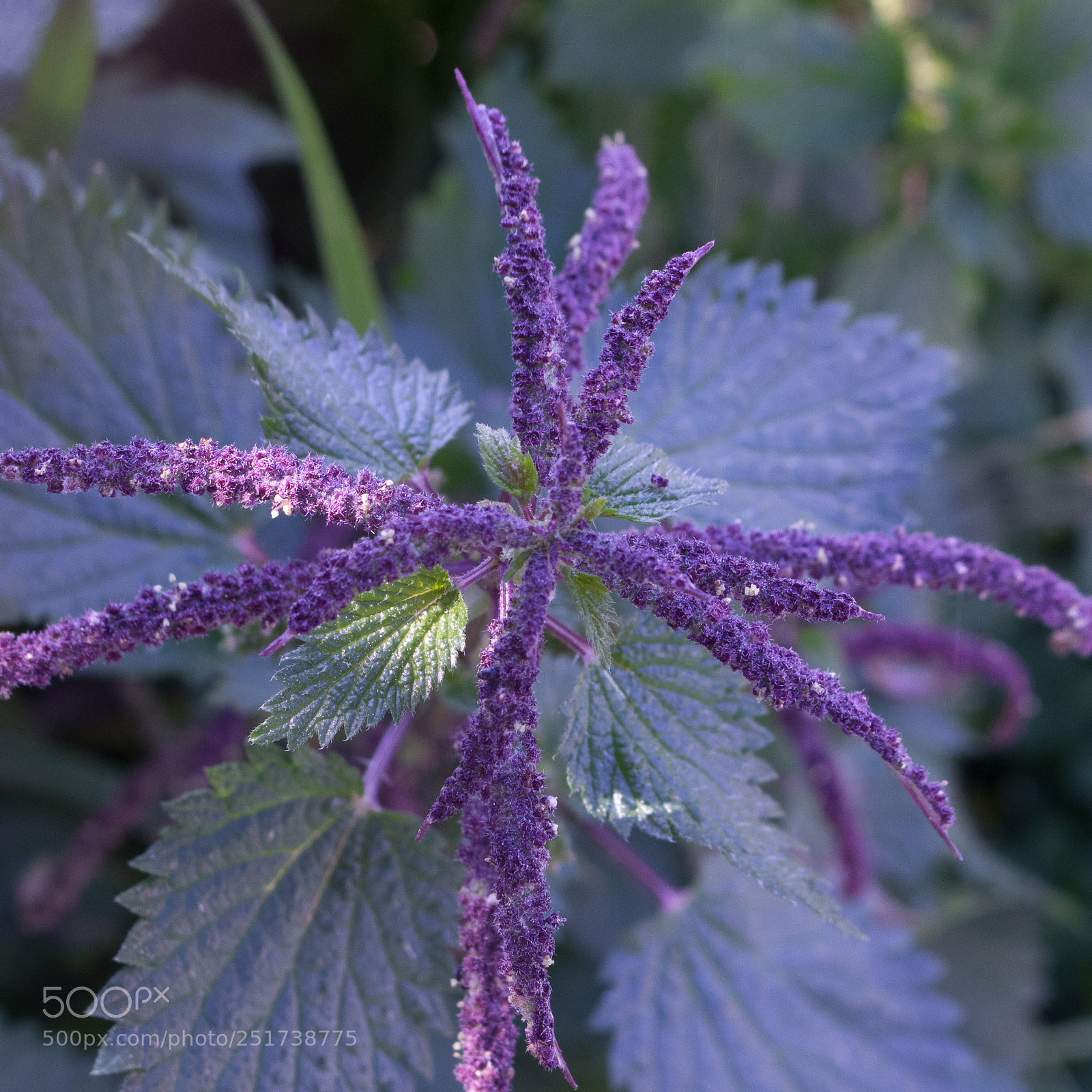 Canon EOS 750D (EOS Rebel T6i / EOS Kiss X8i) sample photo. Purple photography