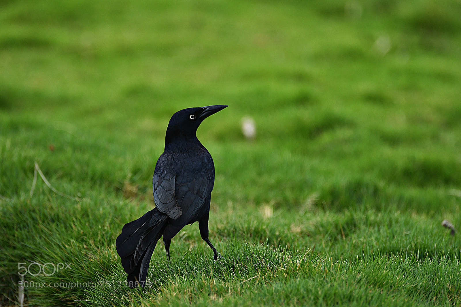 Nikon D500 sample photo. Чёрная птица photography