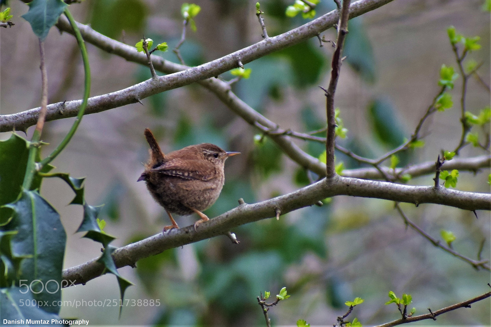 Nikon D5300 sample photo. Wren photography