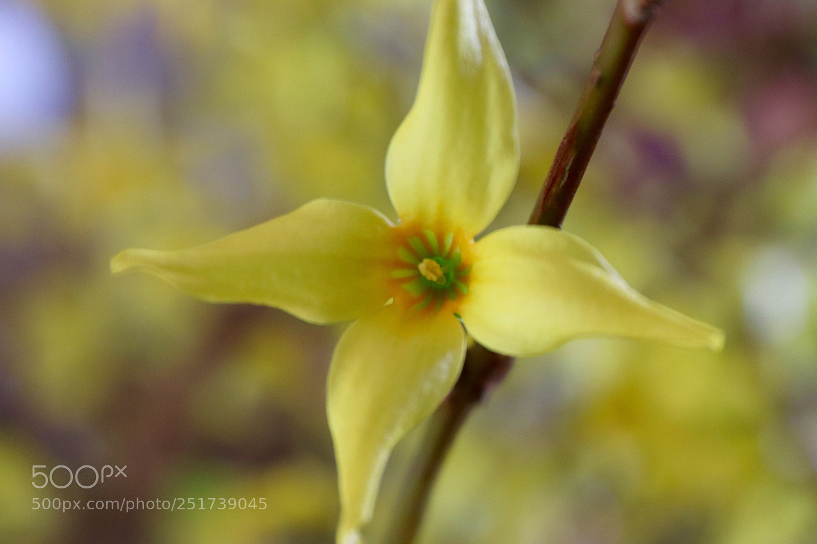 Canon EOS 77D (EOS 9000D / EOS 770D) sample photo. Forsythia photography