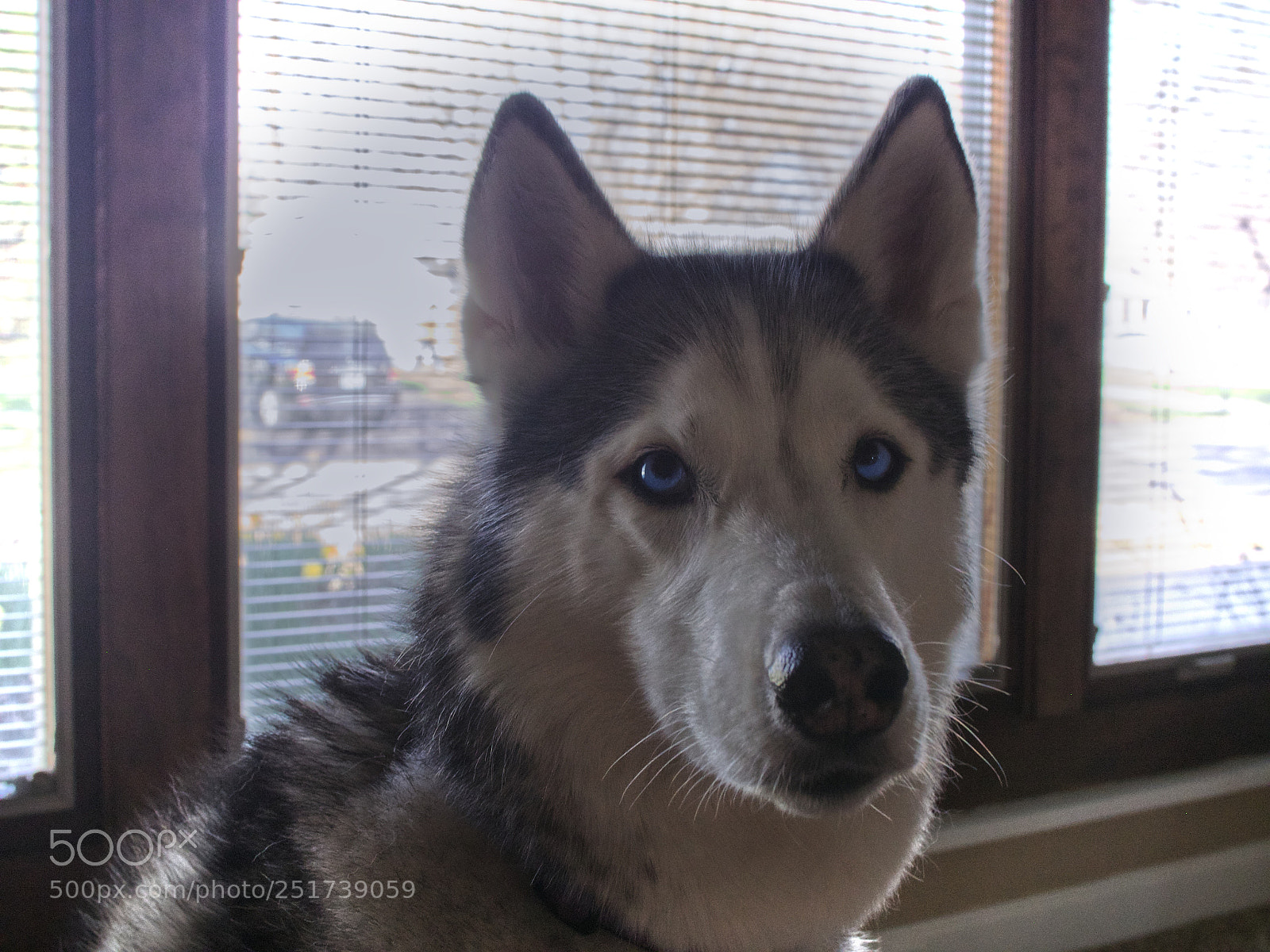 Olympus PEN E-PL5 sample photo. That stare photography