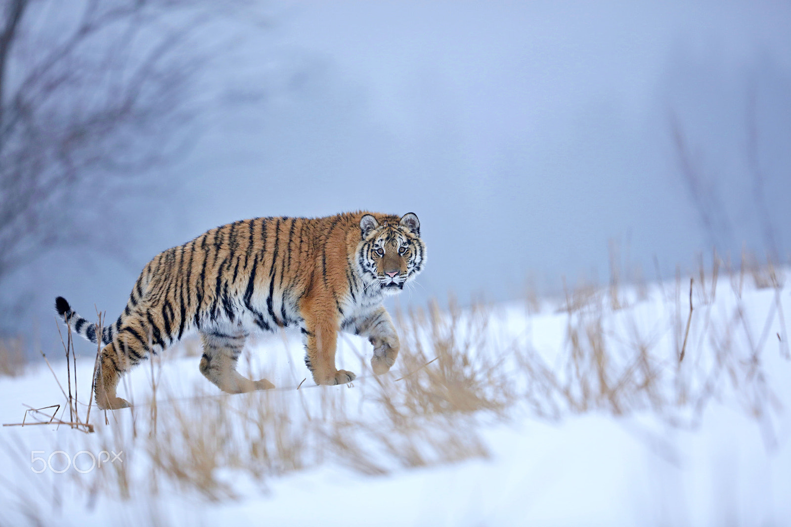 Canon EOS 5DS R + Canon EF 500mm F4L IS II USM sample photo. Siberian tiger in the snow (panthera tigris) photography