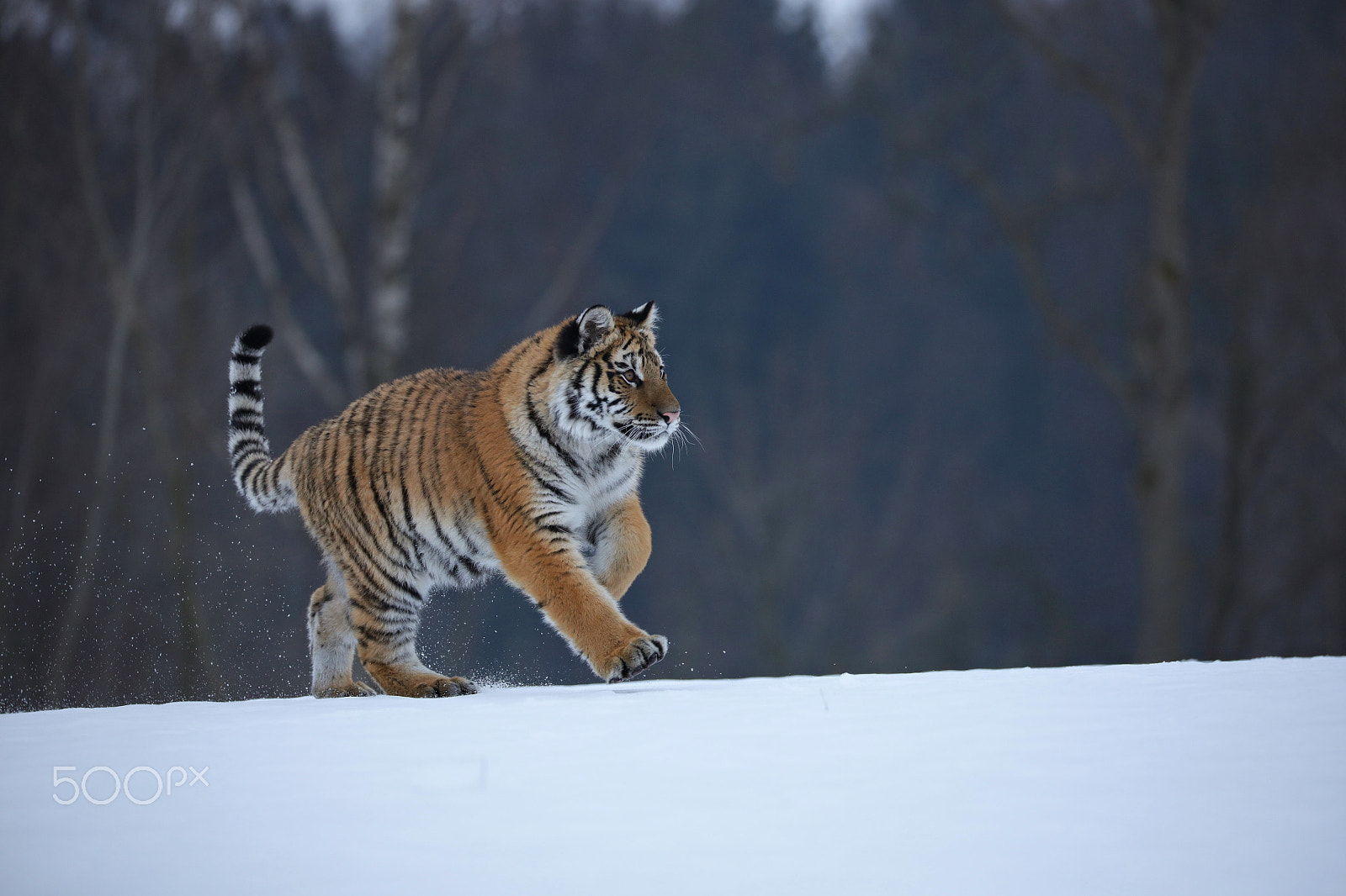 Canon EOS 5DS R sample photo. Siberian tiger in the snow (panthera tigris) photography