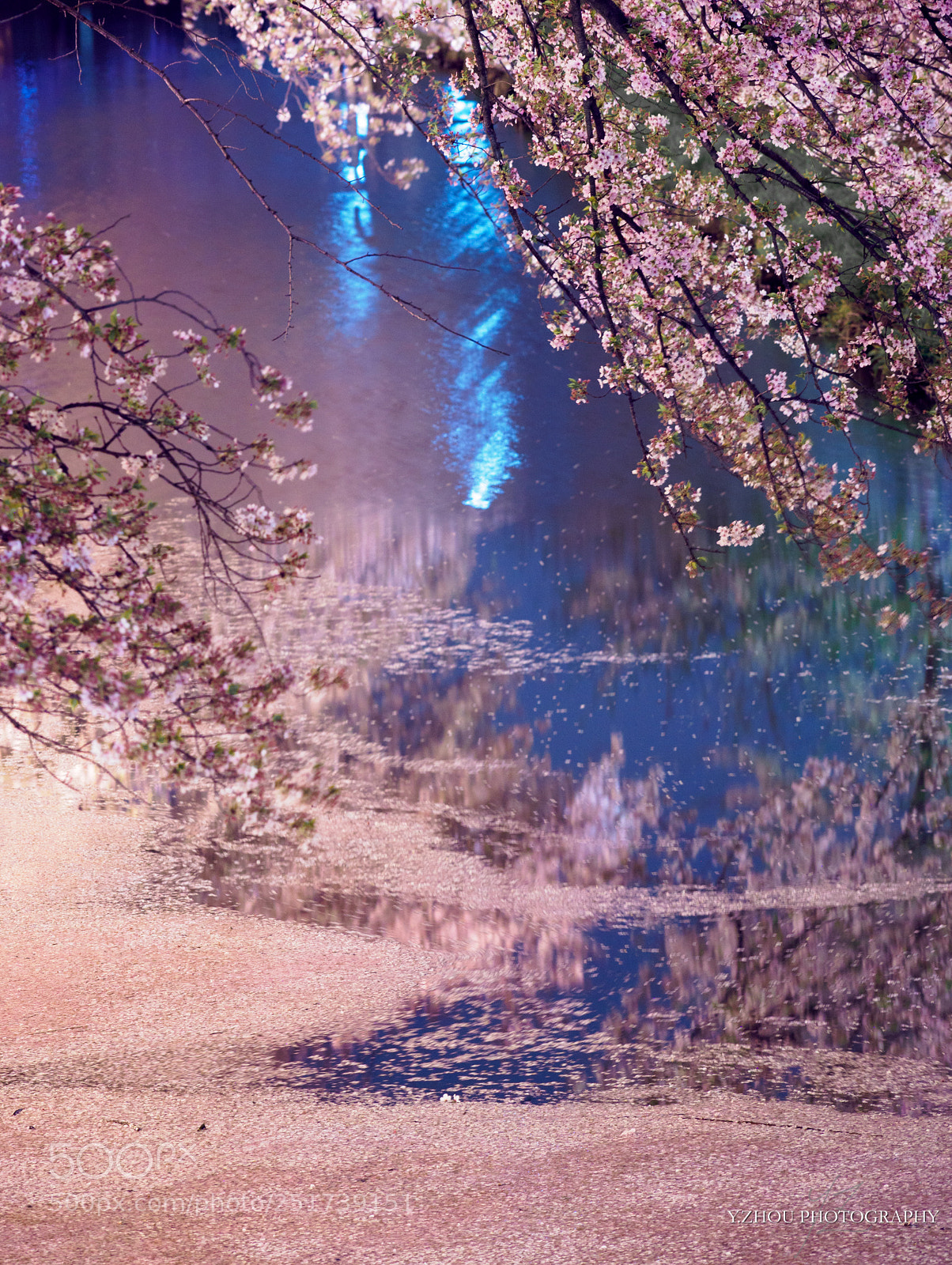 Olympus OM-D E-M1 Mark II sample photo. Sakura river photography