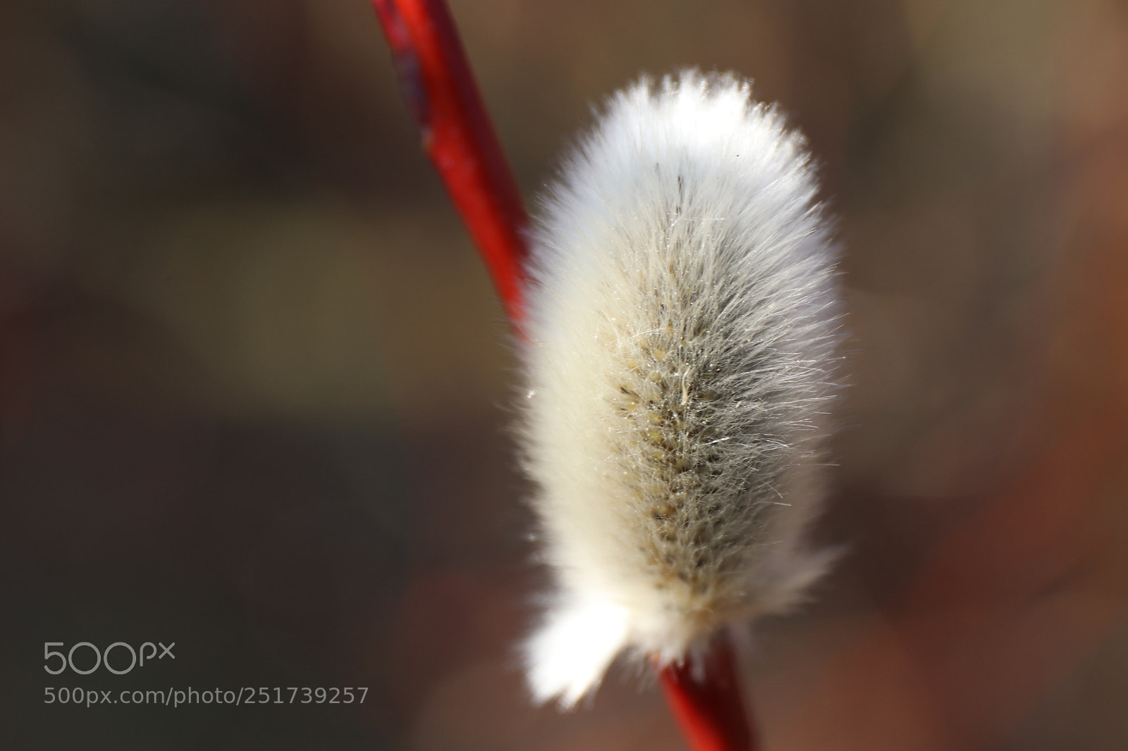 Canon EOS 77D (EOS 9000D / EOS 770D) sample photo. Willow photography