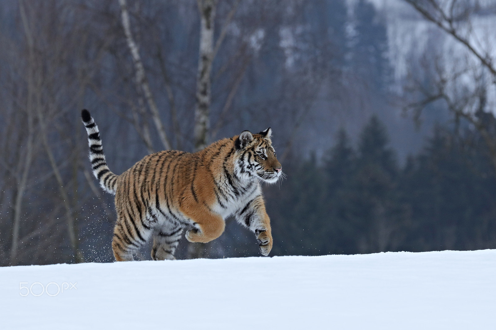 Canon EOS 5DS R sample photo. Siberian tiger in the snow (panthera tigris) photography