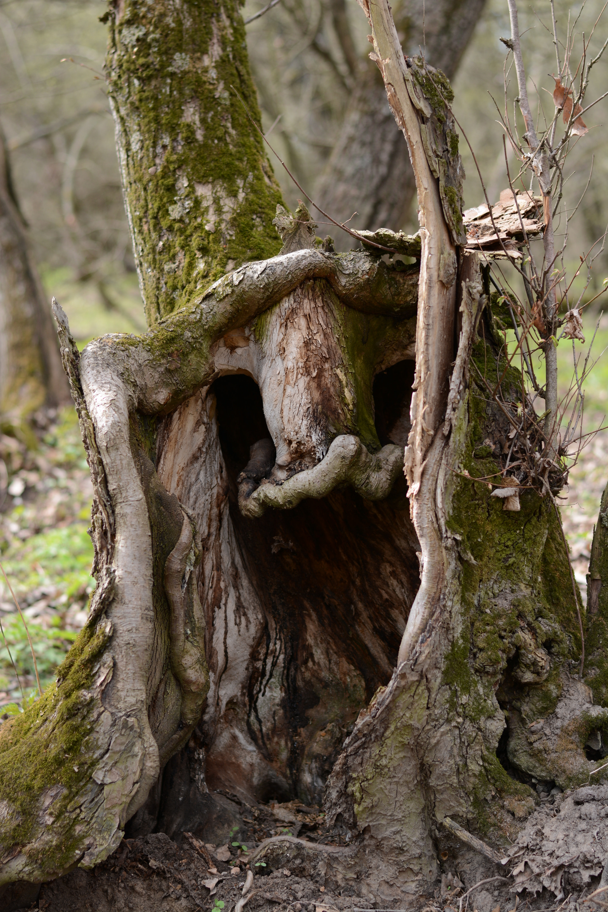 Nikon D7100 + Nikon AF-S Nikkor 50mm F1.8G sample photo. Леший photography