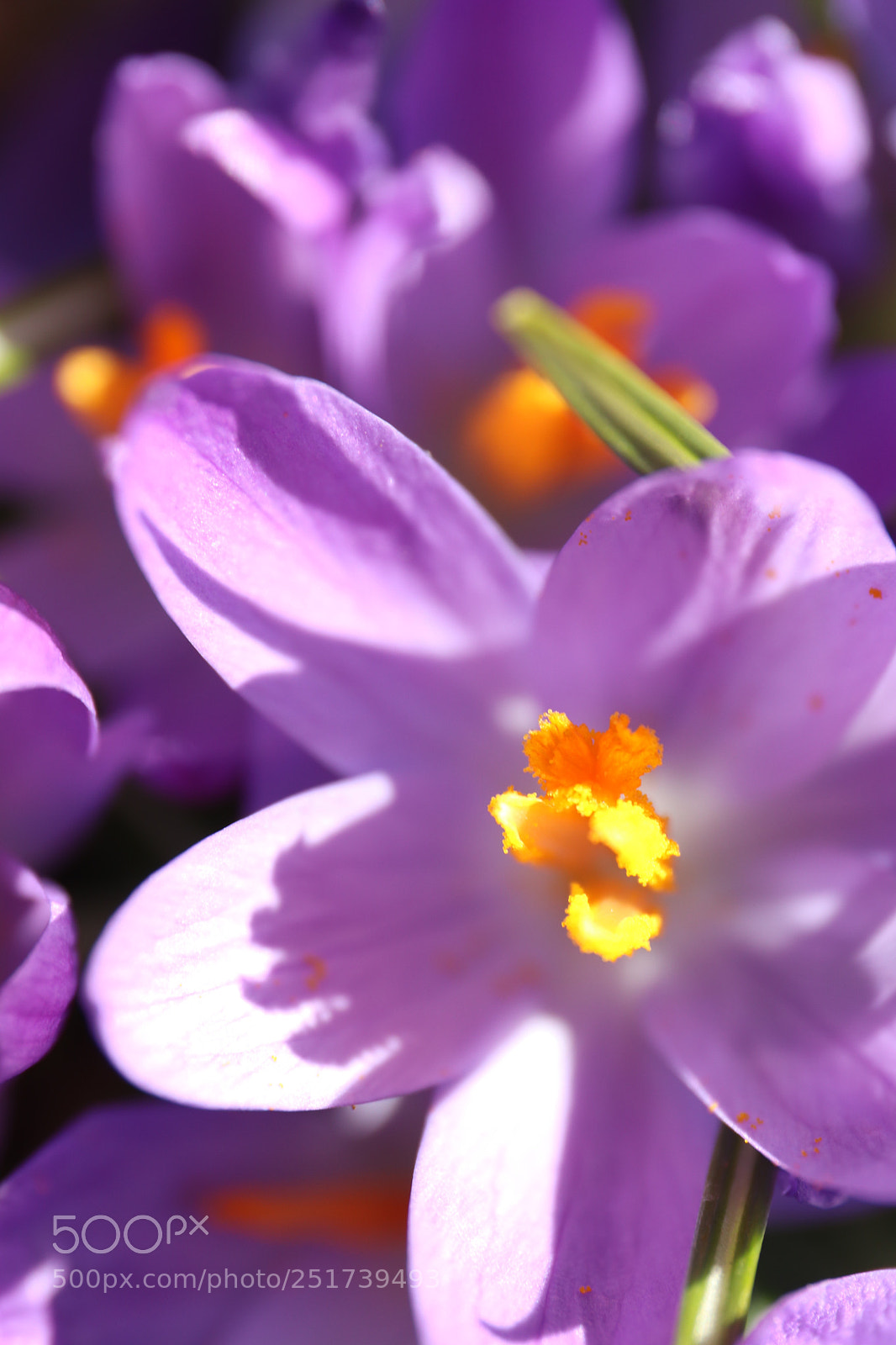 Canon EOS 77D (EOS 9000D / EOS 770D) sample photo. Crocus photography