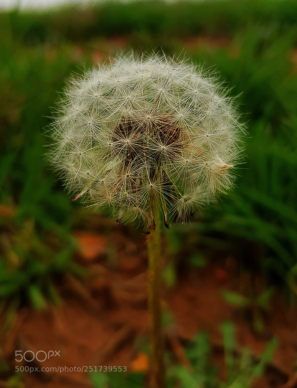 Samsung Galaxy S8+ sample photo. Garden!!! photography
