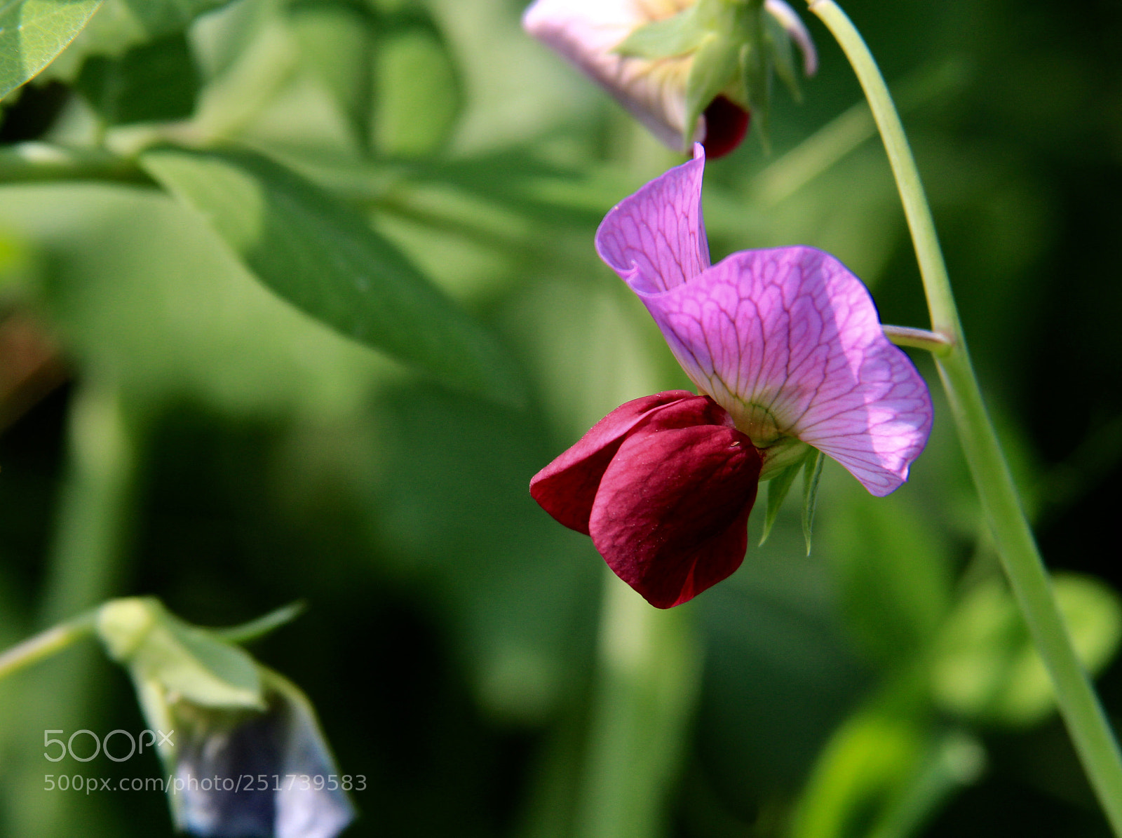 Canon EOS 700D (EOS Rebel T5i / EOS Kiss X7i) sample photo. Untitled photography