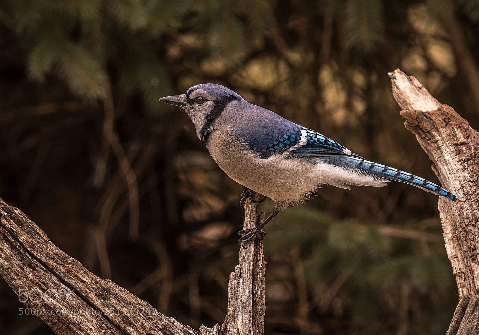 Nikon D500 sample photo. Blue jay photography