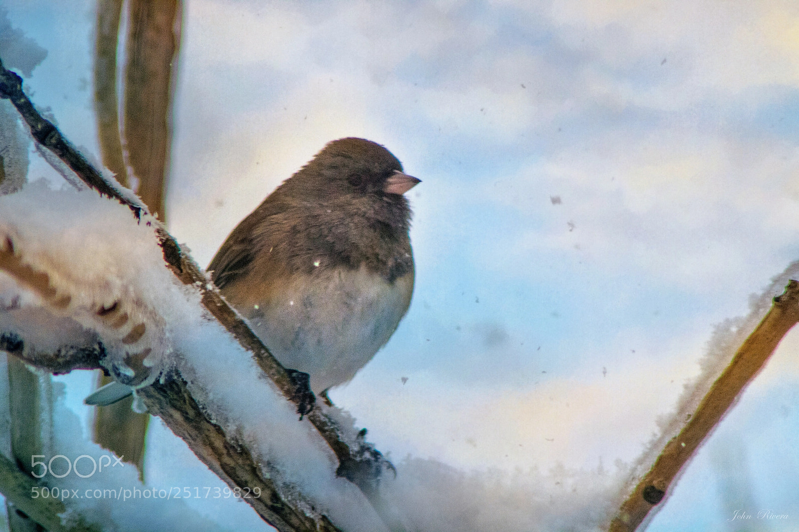 Canon EOS 760D (EOS Rebel T6s / EOS 8000D) sample photo. Birdie its cold outside photography