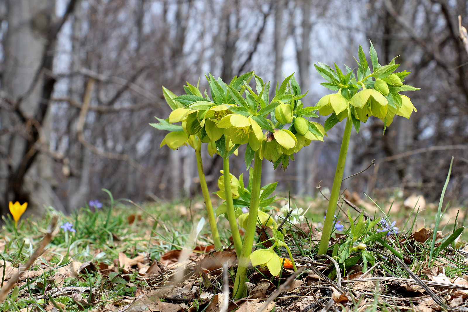 Canon EOS 7D Mark II sample photo. Helleborus photography