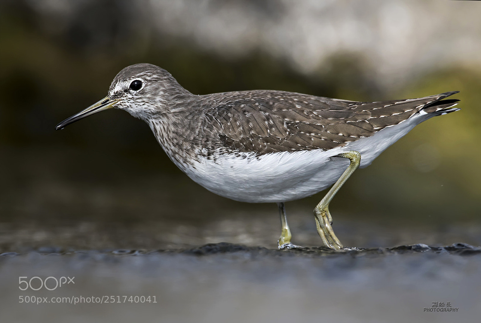 Nikon D500 sample photo. Green sandpiper photography