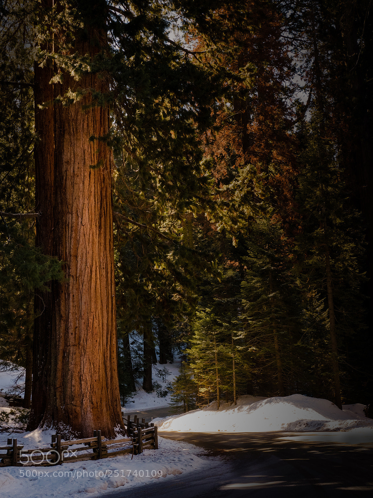 Olympus PEN-F sample photo. Sequoia ii photography