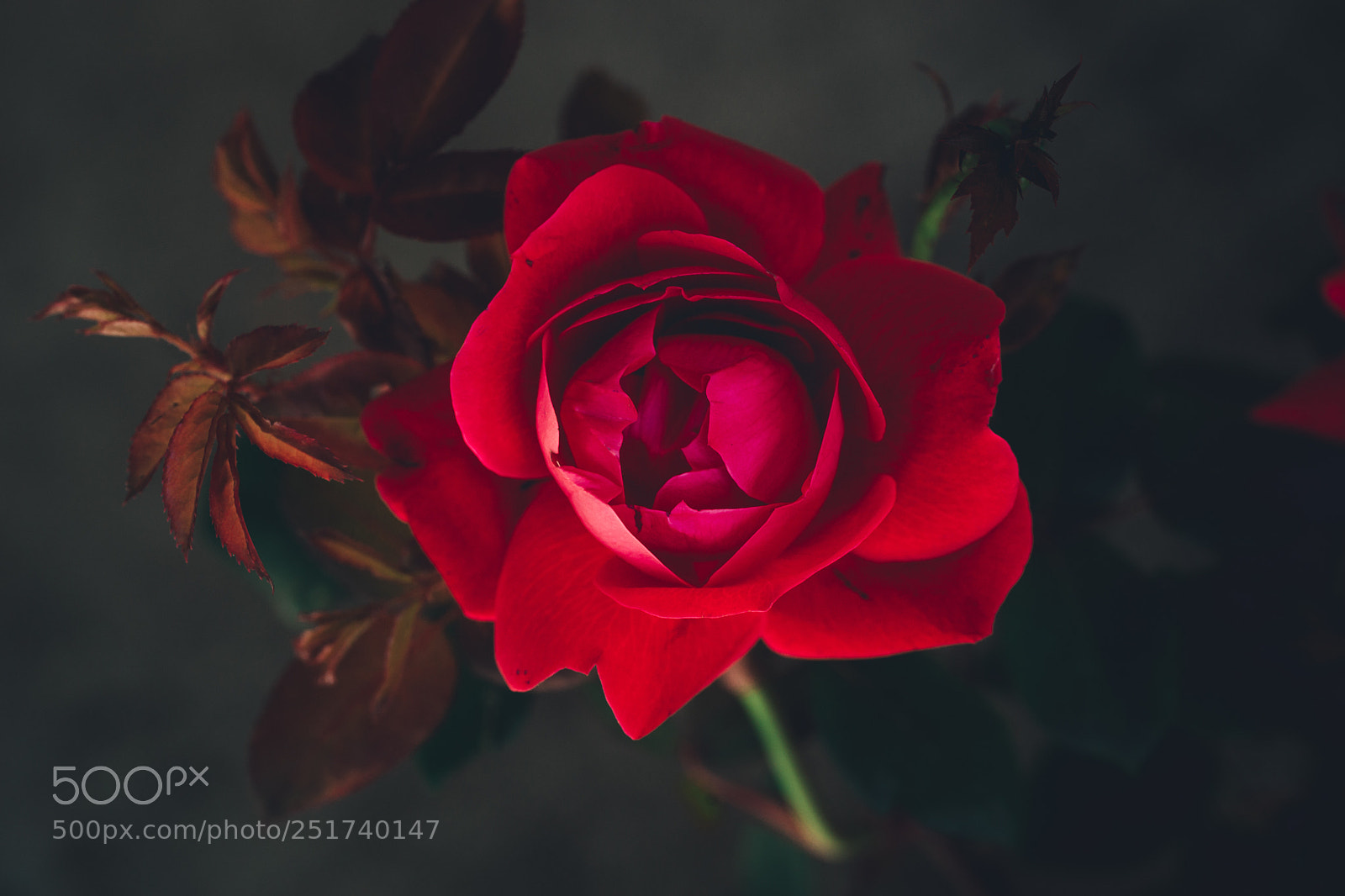 Sony SLT-A99V sample photo. Knock out rose photography