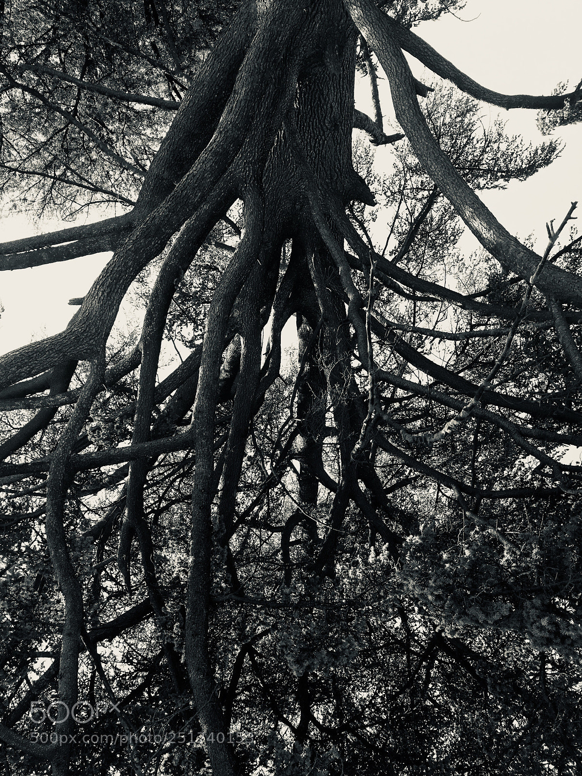 Apple iPhone 6s sample photo. Roots photography