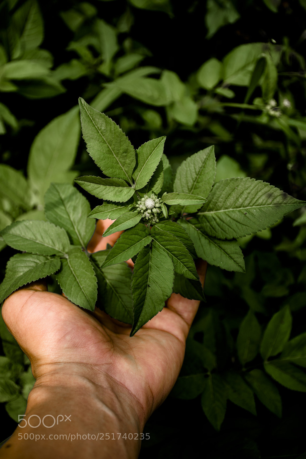Nikon D7200 sample photo. Green in hand photography