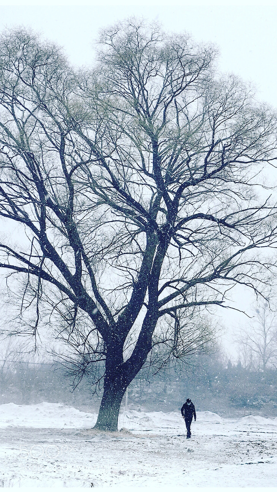 Apple iPhone 6s sample photo. 春雪 photography