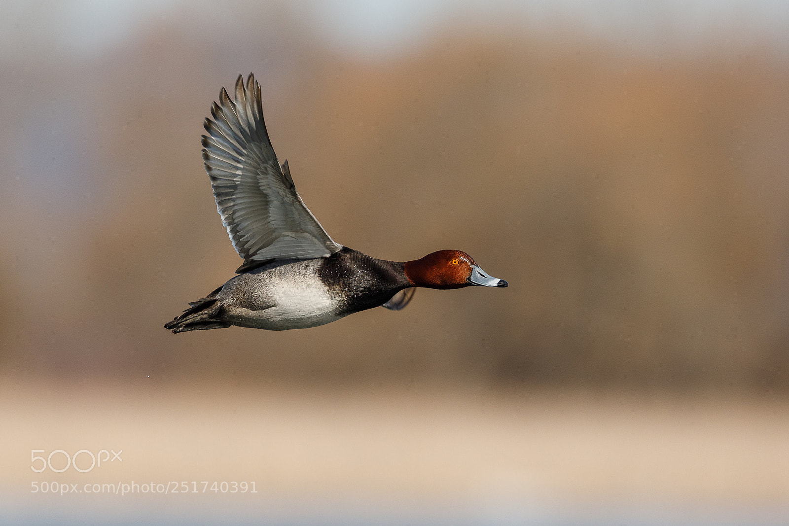 Canon EOS 5D Mark IV sample photo. Drake redhead photography