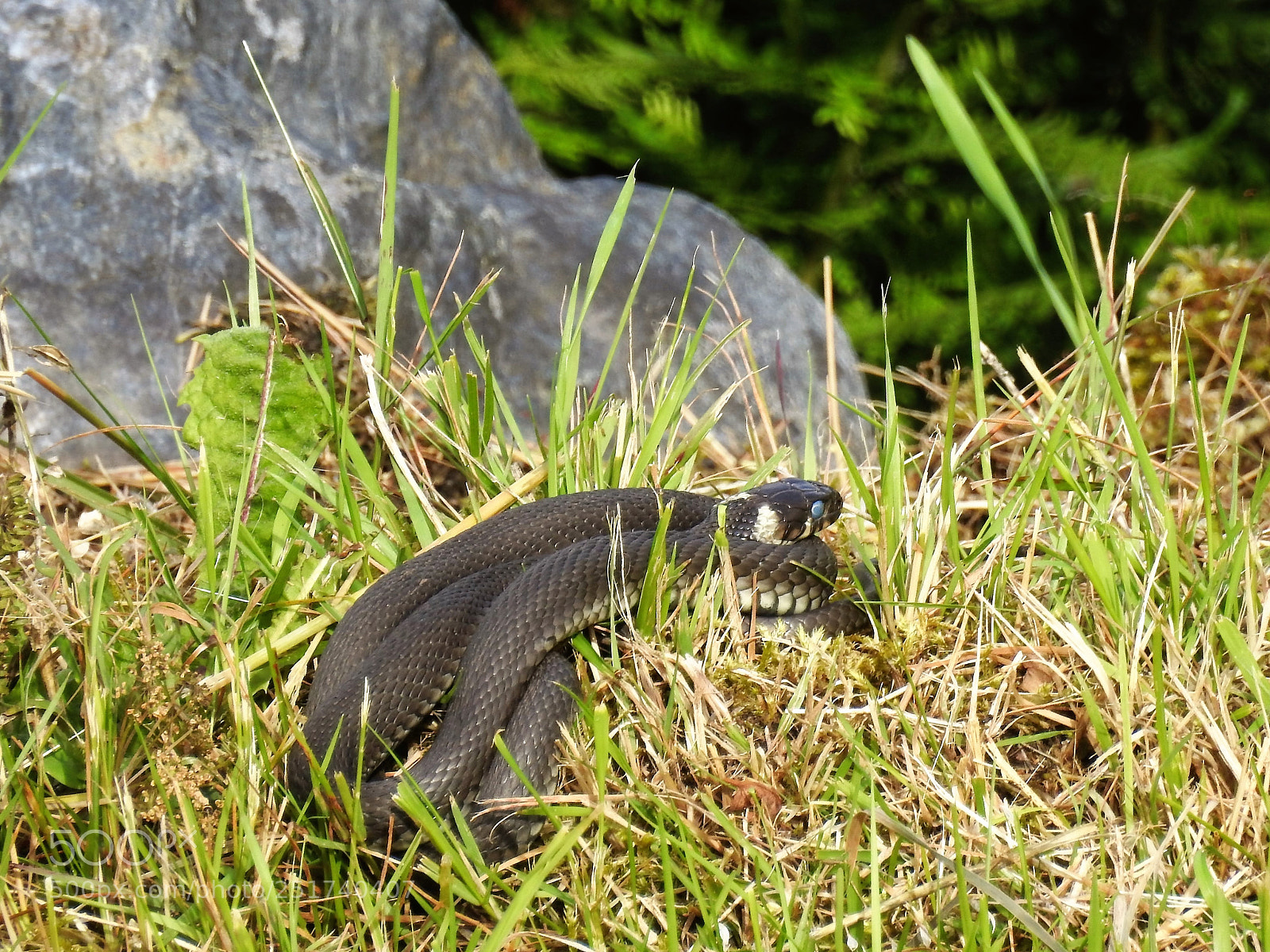Nikon Coolpix P900 sample photo. Grass snake (natrix natrix) photography