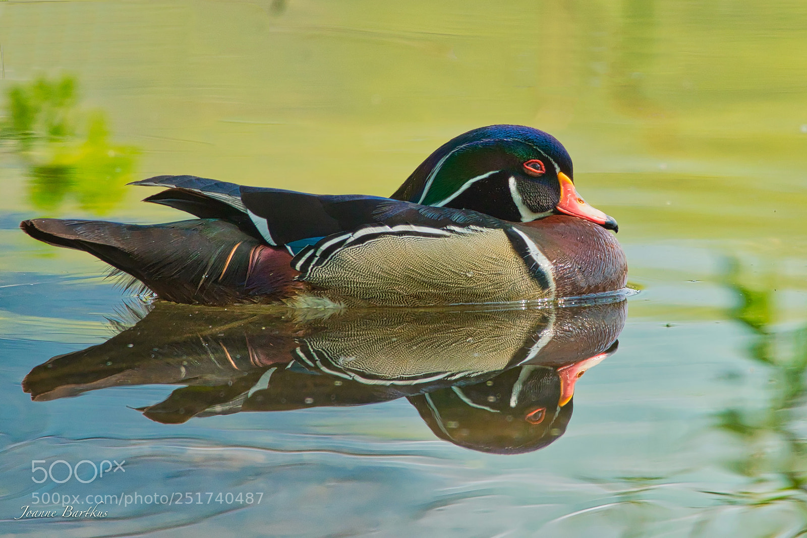Sony ILCA-77M2 sample photo. Wood duck photography