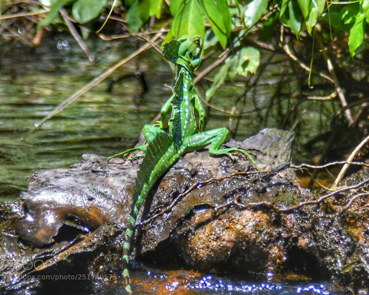 Nikon D7500 sample photo. Lagarto de cristo  photography