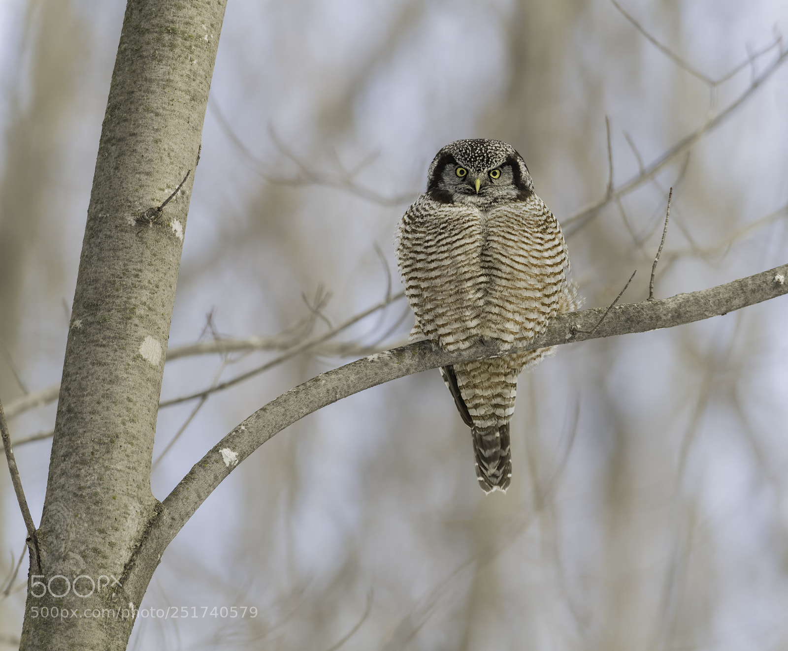 Nikon D850 sample photo. Looking over... photography