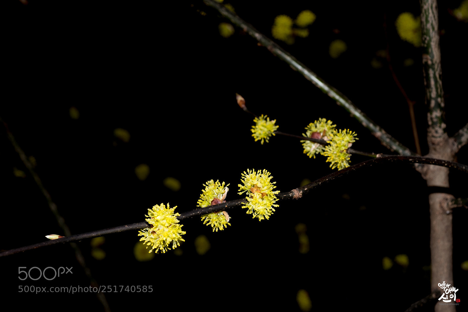 Fujifilm X-T2 sample photo. Lindera obtusiloba photography