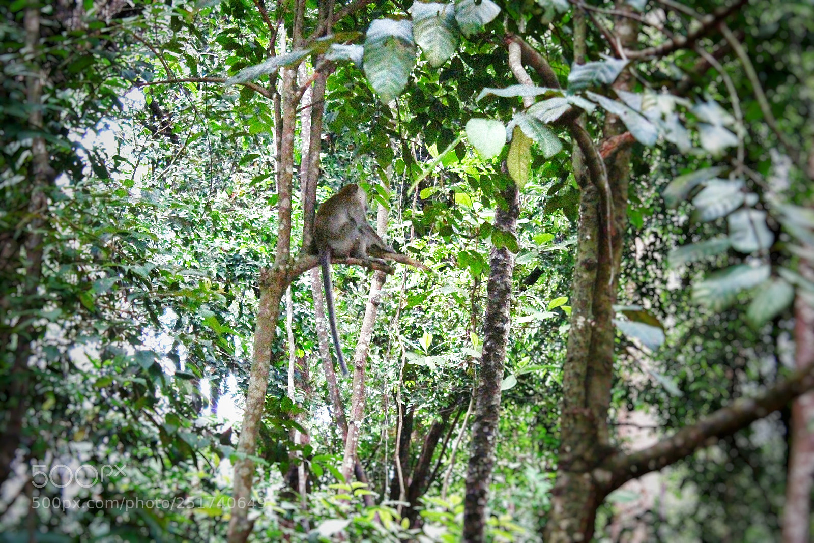 Canon EOS 1300D (EOS Rebel T6 / EOS Kiss X80) sample photo. Monkey photography
