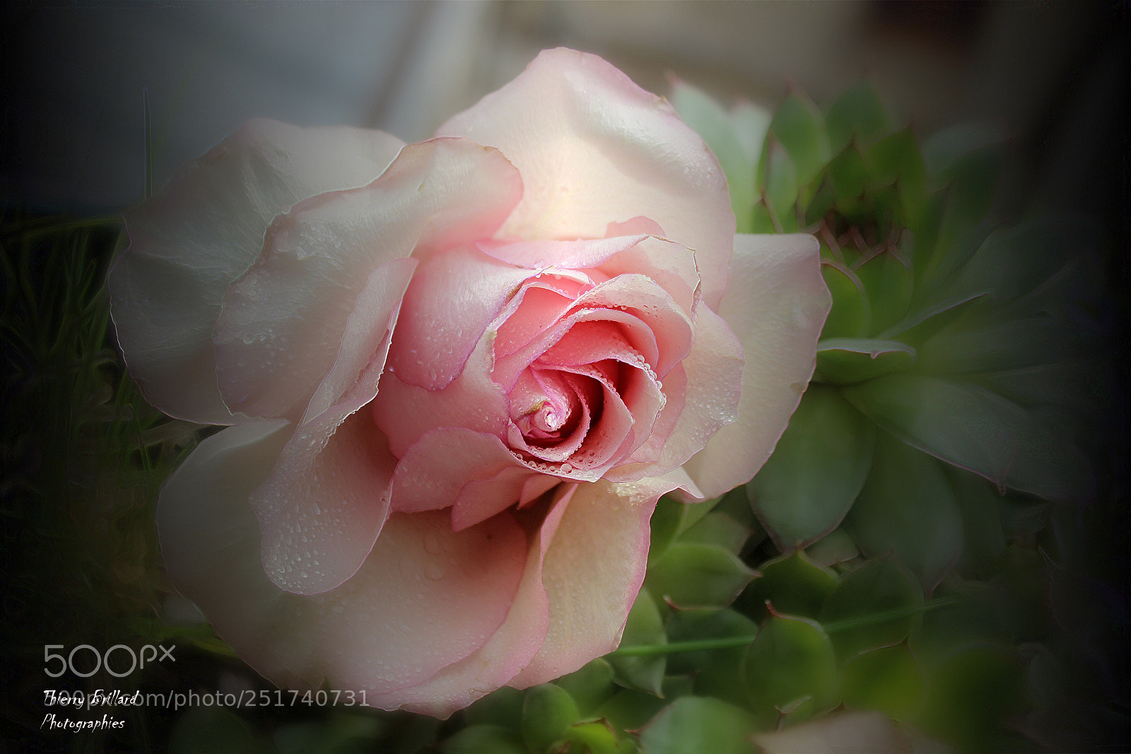 Canon EOS 600D (Rebel EOS T3i / EOS Kiss X5) sample photo. Fra cheur et ros photography