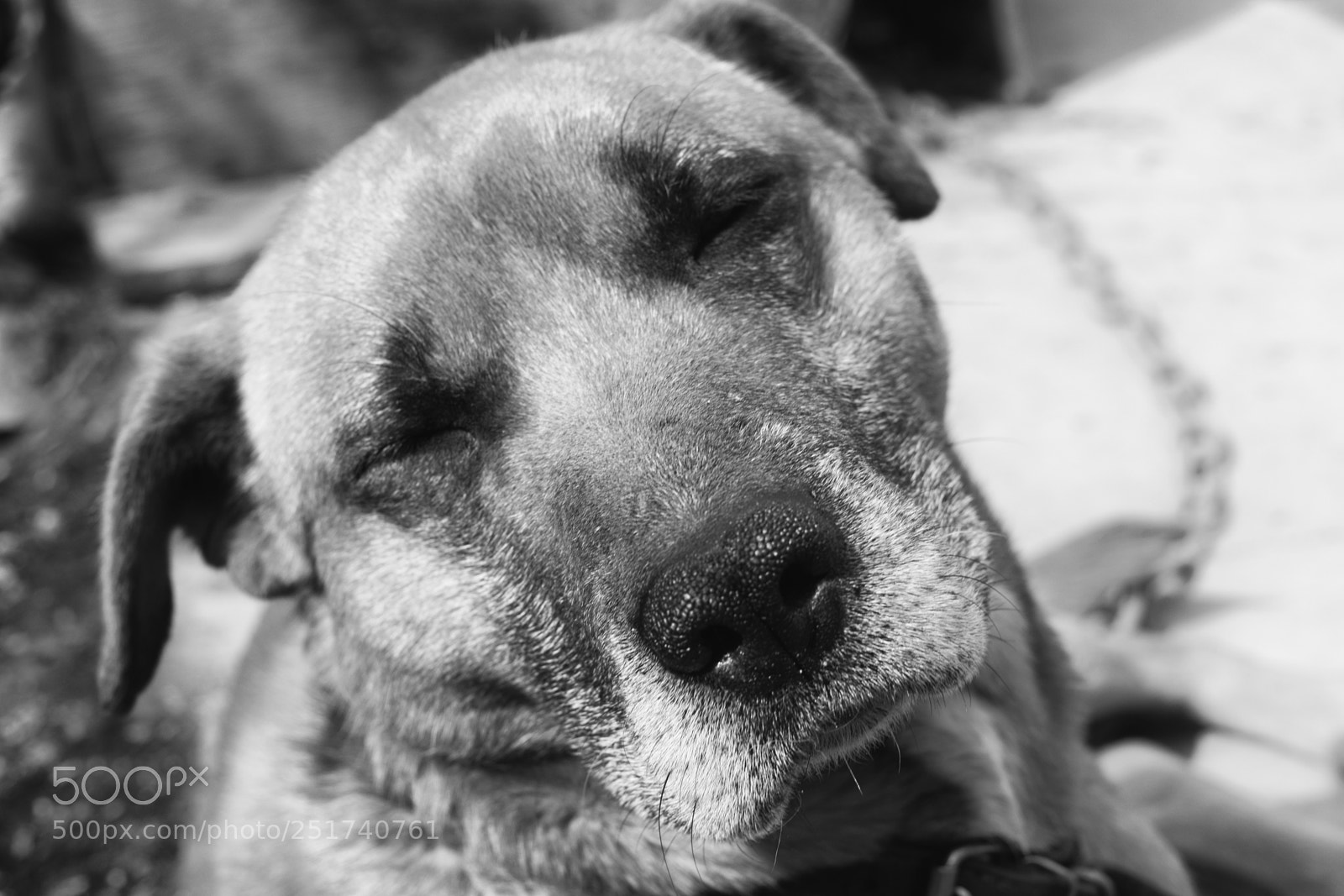 Nikon D3300 sample photo. Dog photography